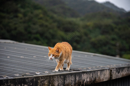 侯硐猫村的可爱猫咪著名猫群该村位于平溪铁路沿线图片