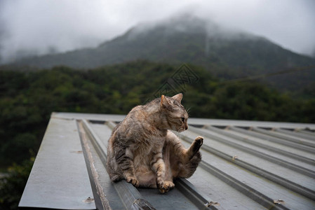 侯硐猫村的可爱猫咪著名猫群该村位于平溪铁路沿线图片