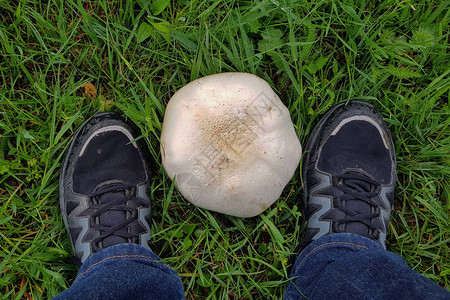 蘑菇采摘器脚下的马勃蘑菇图片