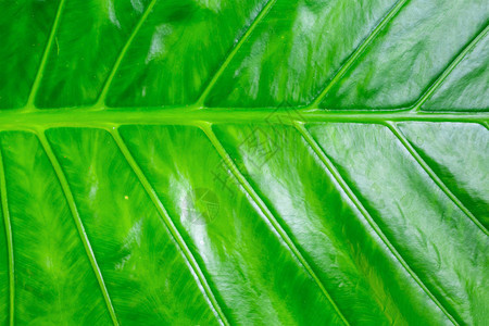 植物绿色质素香蕉叶背景多汁明线图片