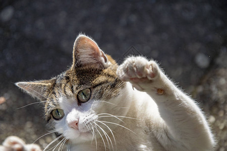 挥舞着鲭鱼毛的猫肖像背景图片