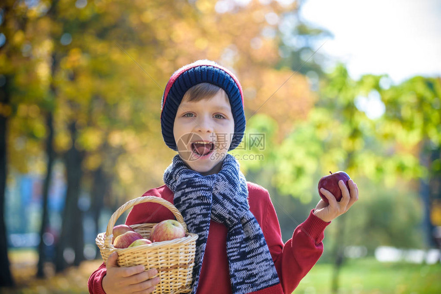 孩子在秋天摘苹果小男孩在苹果树园玩耍孩子们在篮子里采摘水果蹒跚学步的孩子在秋季收获时吃水果孩子们的户外乐趣图片