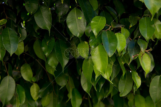 明亮的绿色热带叶子纹理夏季植物背景自然的夏图片