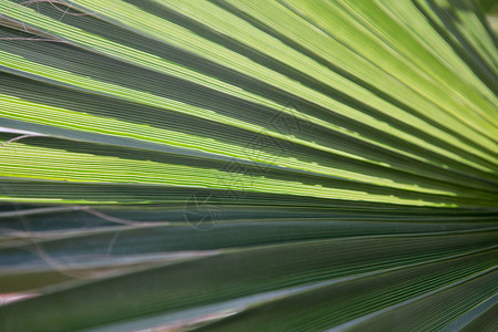 明亮的绿色热带叶子纹理夏季植物背景自然的夏图片