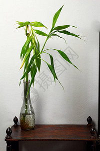 房间内部设计的木桌上的花瓶里的龙血竹幸运竹靠着灰色的墙壁图片