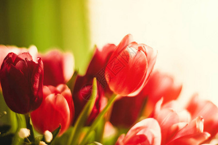 盛开的郁金香花束春天和国际妇女节的概念用鲜图片