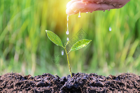 业务增长理念持续投资和盈利正在浇灌树苗的手图片