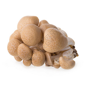 蘑菇棕色品种隔离在白色背景上图片