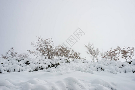 斯洛伐克tatra山脉的雪覆盖旅游小径雾蒙的冬日图片