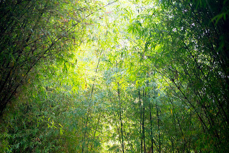 阳光照耀的竹林热带雨林图片
