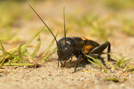 田野地头的蟋蟀赏析图片