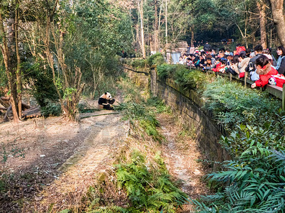 一群观光客在四川成都大型熊猫育种的成都研究基地观图片