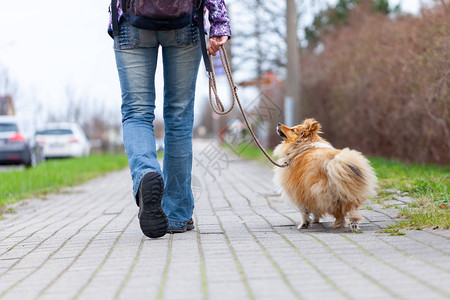 一个女人用皮带牵着她的狗图片素材
