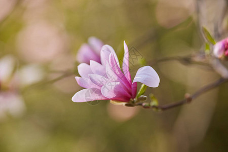 植物园紫玉兰芽宏观图片