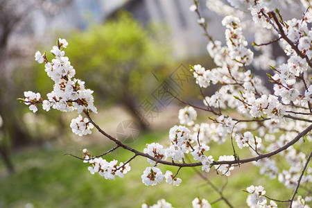 春时产的杏树闪烁着白色美丽的花朵带复制空间的宏图象自图片