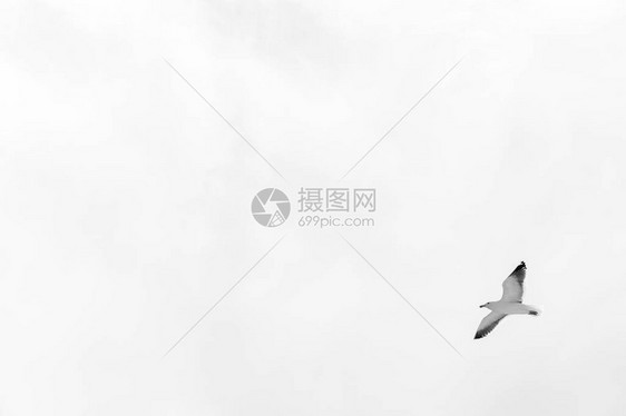新西兰沿海信天翁海鸟的右图片