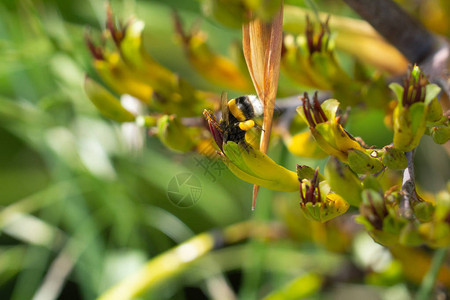 蜜蜂在新西兰亚麻花上近距离采集花粉和授粉图片