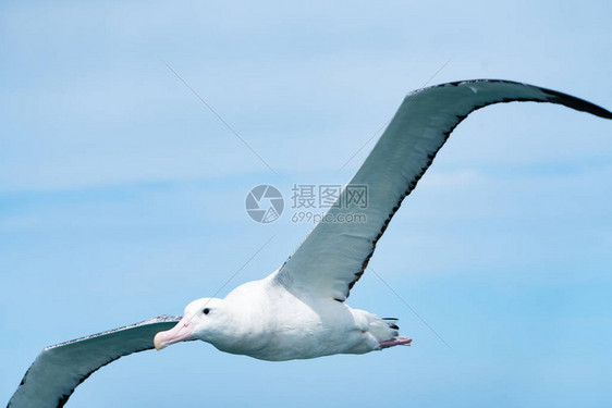 新西兰沿海信天翁海鸟在飞图片