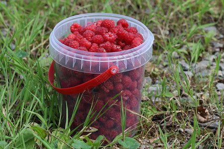 山莓满一桶成熟的红树莓图片