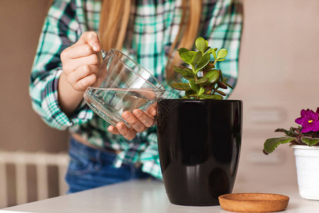 女孩的手在家中黑锅里为家庭种植图片