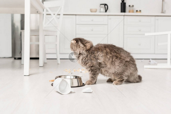 地板上可爱的灰猫在乱的图片