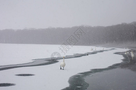 冬天的鹅北海道图片