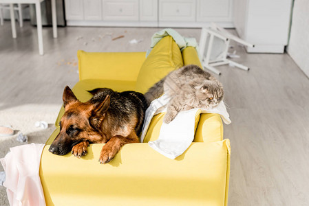 德国可爱的牧羊人和灰猫躺在乱成一团的公寓里明图片