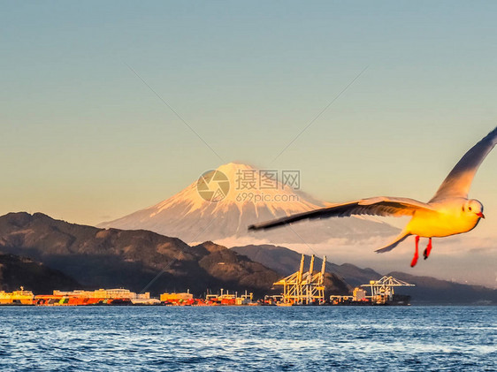 渡轮迷你游轮上的海鸥飞和富士山背景从日本静冈县滨名湖出发图片