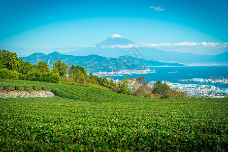日本静冈县白天绿茶田富士山的景观图像图片