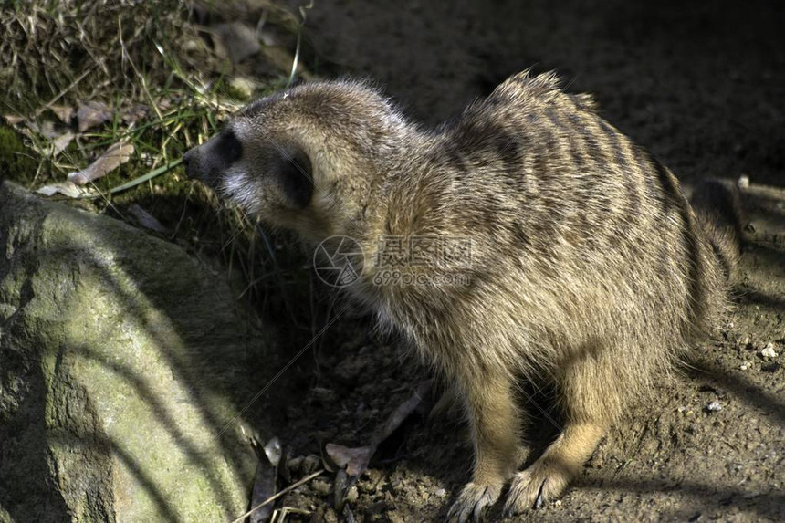 动物园的MeerkatSuricatasur图片