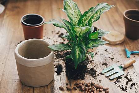 转盆植物的概念花叶万年青植物与园艺时尚工具地面排水和木地板上的陶罐准备将哑铃转移到图片