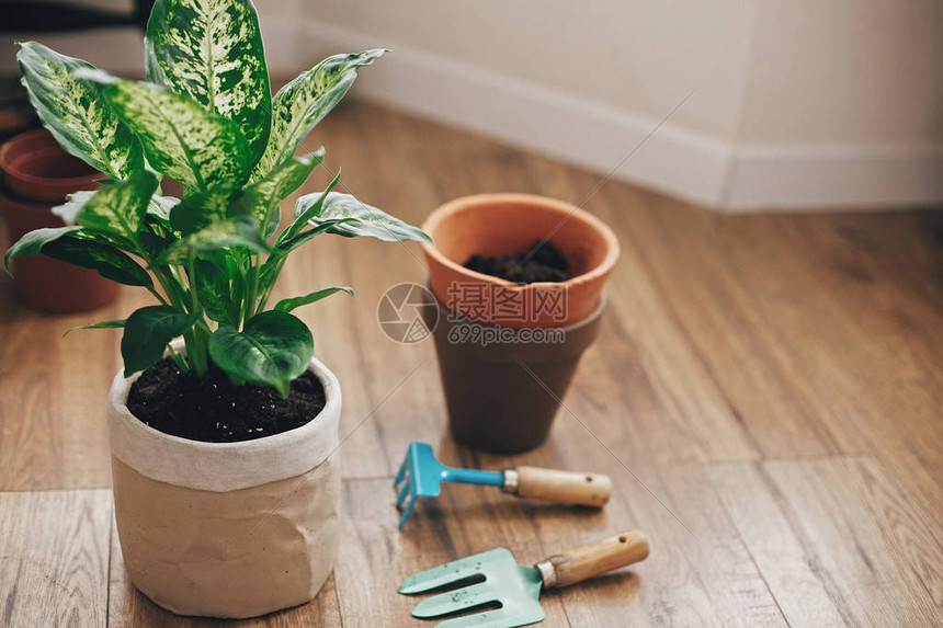 花叶万年青植物用新土壤盆栽成新的现代花盆图片