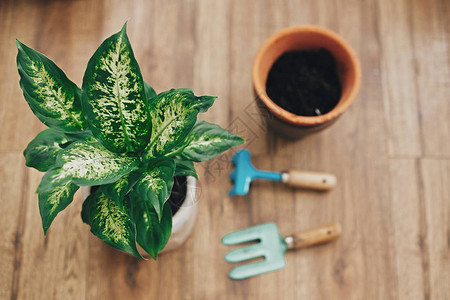 花叶万年青图片 花叶万年青素材 花叶万年青高清图片 摄图网图片下载 花叶万年青图片 花叶万年青素材 花叶万年青高清图片 摄图网图片下载