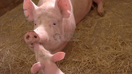 一群猪在黄草上行走在谷仓里养家畜图片