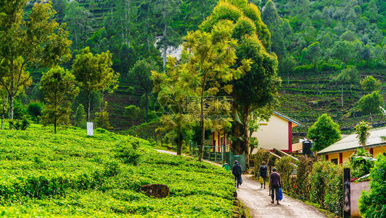 在斯里兰卡哈普塔利工作路上的茶叶种植园采图片