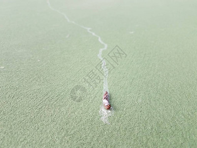 干枯的蛞蝓或蜗牛绿色表面有粘液痕迹图片