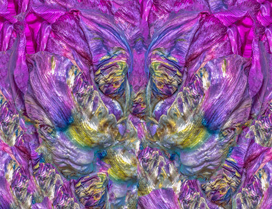 由鹦鹉郁金香花以明亮的流行艺术色彩创造的精美艺术花卉多彩图片