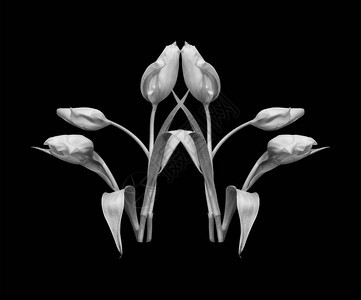 精美艺术仍然能维持六张白郁金花的单色宏黑色底有细图片