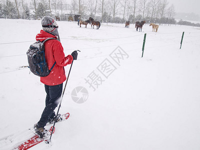 雪鞋徒步在马场散步图片