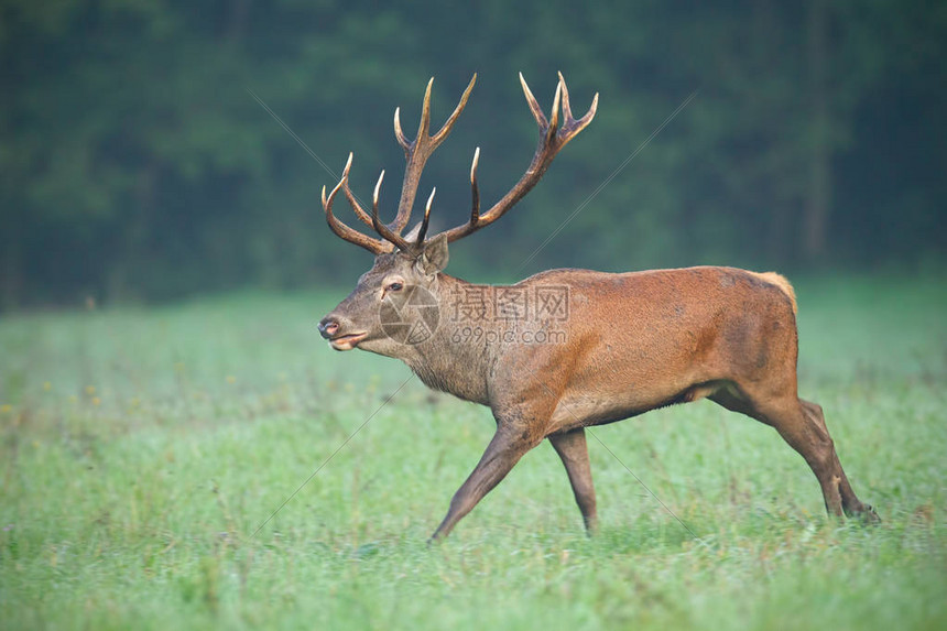 字母哥伦纳德巅峰对决引全场沸腾