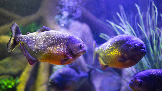 红腹食人鱼在有照明的水族馆图片