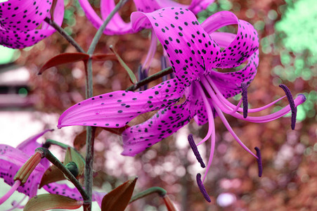 美丽紫色的花朵彩色背景交叉处理的老虎莉图片