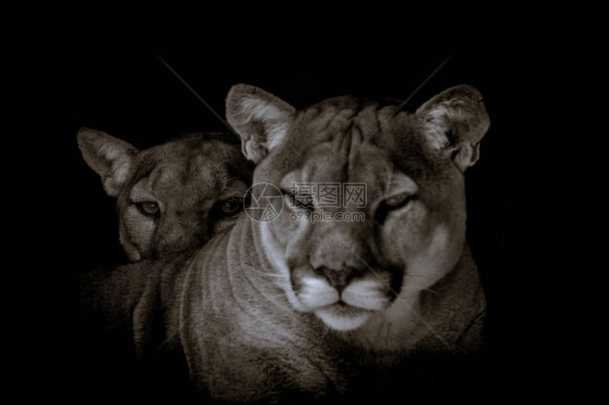 南非动物园中被俘美洲狮又称美洲豹图片