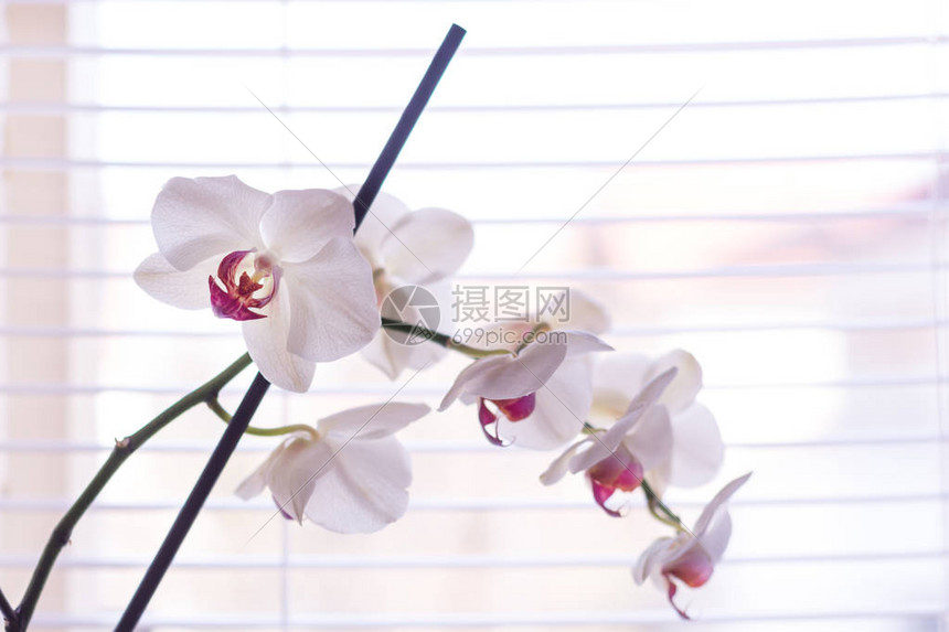 家里窗户上的百叶窗前的蝴蝶兰花白色和粉红色的花朵具有浅景深的微距图像美丽的花卉概念特写图片