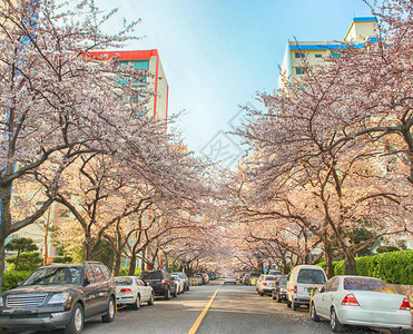 樱花盛开在南川洞水营区釜山图片