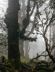 尼泊尔的雾中森林珠图片