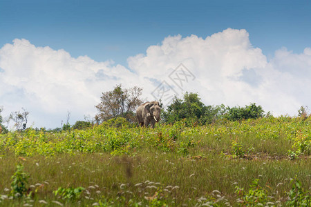 泰国野生大象在蓝天下穿过草地背景图片