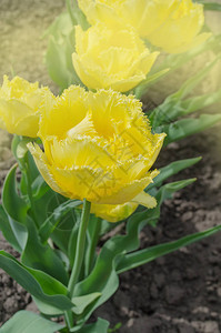 Terry黄色郁金香太阳绿色背景的美丽图片
