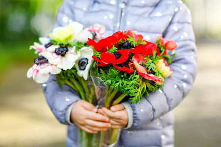 春天花园里有红色和白色毛茛花的小蹒跚学步可爱女孩手的特写婴儿拿着新鲜五颜六色的花束作为母亲节送给妈图片