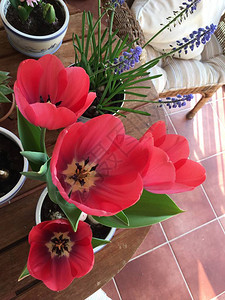 红色郁金香在阳台花园开花图片